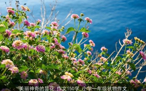 美丽神奇的昙花_作文150字_小学一年级状物作文