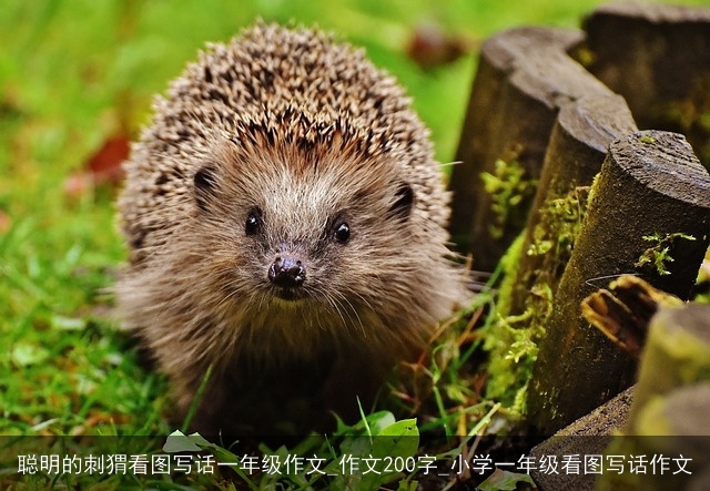 聪明的刺猬看图写话一年级作文_作文200字_小学一年级看图写话作文