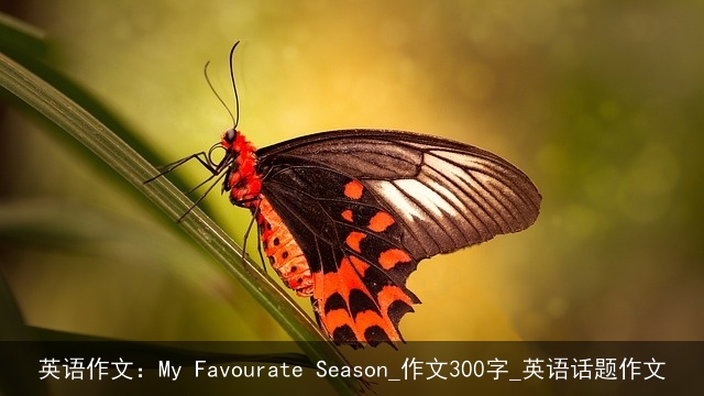 英语作文：My Favourate Season_作文300字_英语话题作文