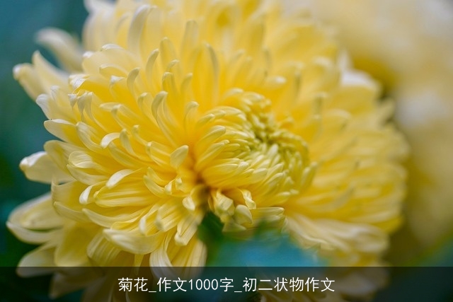 菊花_作文1000字_初二状物作文