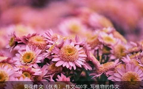 菊花作文（优秀）_作文400字_写植物的作文