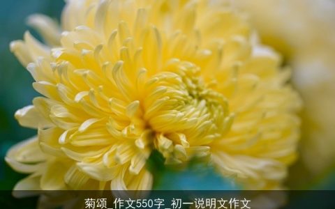 菊颂_作文550字_初一说明文作文