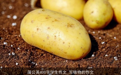 蒲公英400字学生作文_写植物的作文