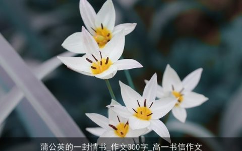 蒲公英的一封情书_作文300字_高一书信作文