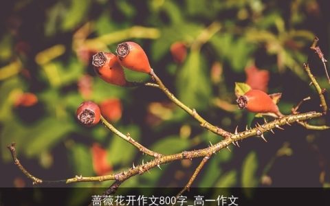 蔷薇花开作文800字_高一作文