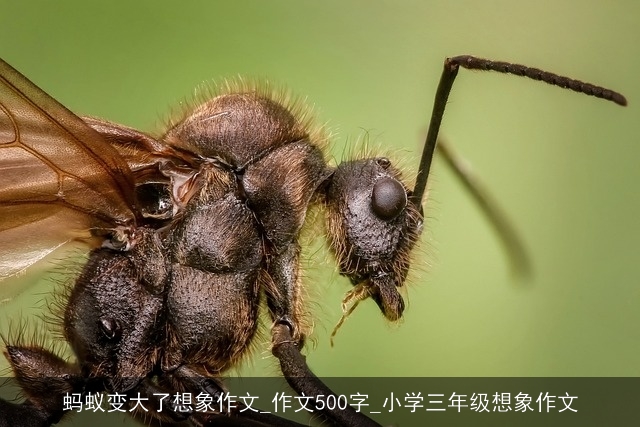 蚂蚁变大了想象作文_作文500字_小学三年级想象作文