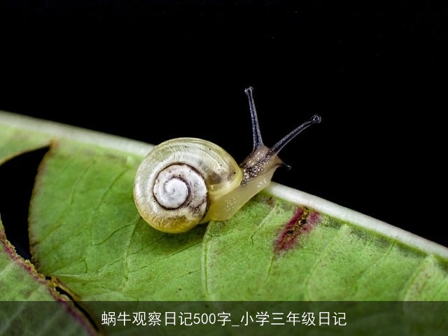 蜗牛观察日记500字_小学三年级日记