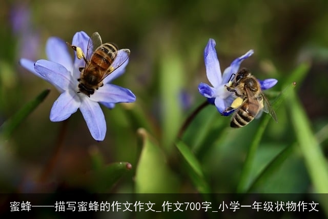 蜜蜂——描写蜜蜂的作文作文_作文700字_小学一年级状物作文