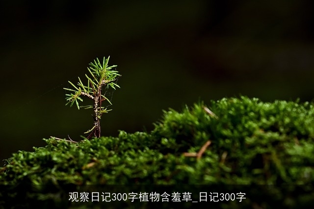 观察日记300字植物含羞草_日记300字