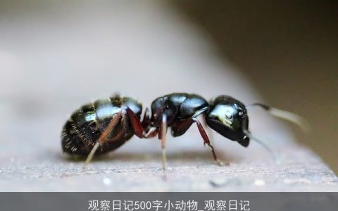 观察日记500字小动物_观察日记