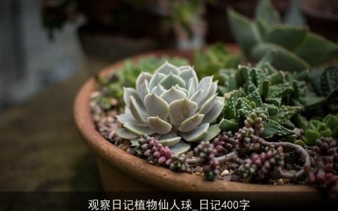 观察日记植物仙人球_日记400字