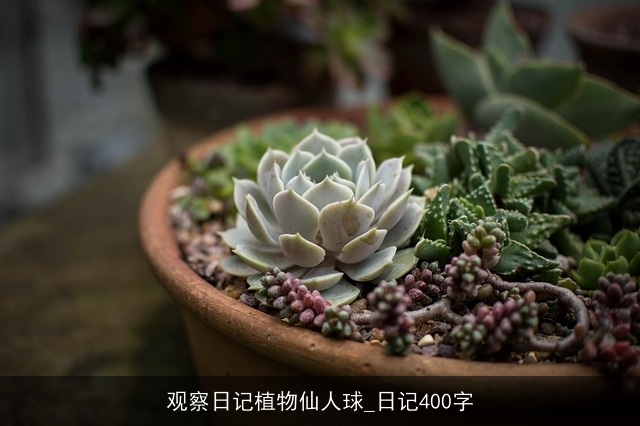 观察日记植物仙人球_日记400字