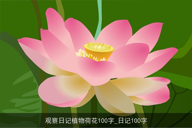 观察日记植物荷花100字_日记100字