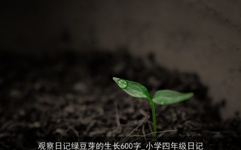 观察日记绿豆芽的生长600字_小学四年级日记