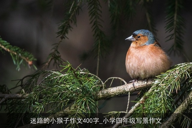 迷路的小猴子作文400字_小学四年级写景作文