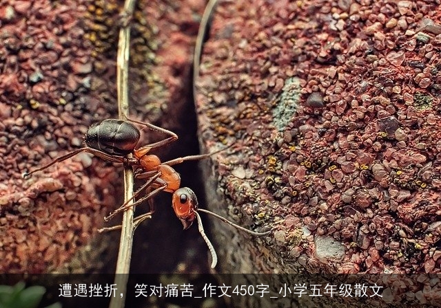 遭遇挫折，笑对痛苦_作文450字_小学五年级散文