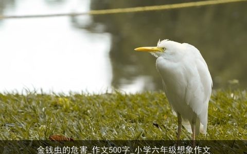 金钱虫的危害_作文500字_小学六年级想象作文