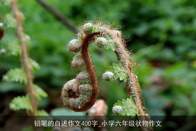 铅笔的自述作文400字_小学六年级状物作文