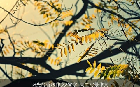 阳光的香味作文800字_高二写景作文