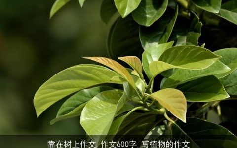 靠在树上作文_作文600字_写植物的作文