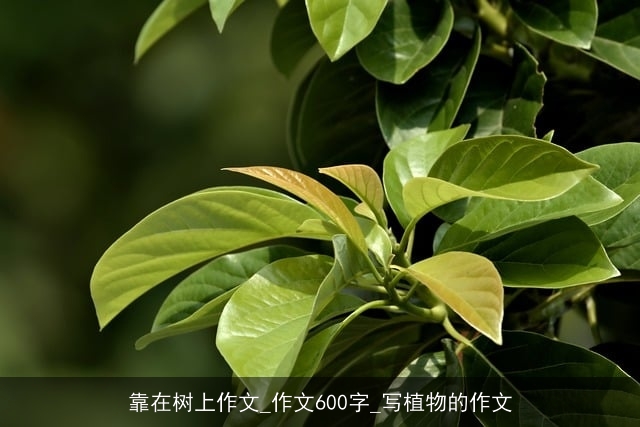 靠在树上作文_作文600字_写植物的作文