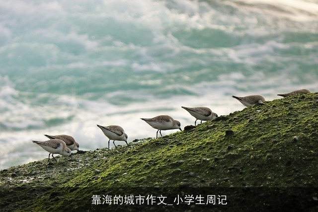 靠海的城市作文_小学生周记