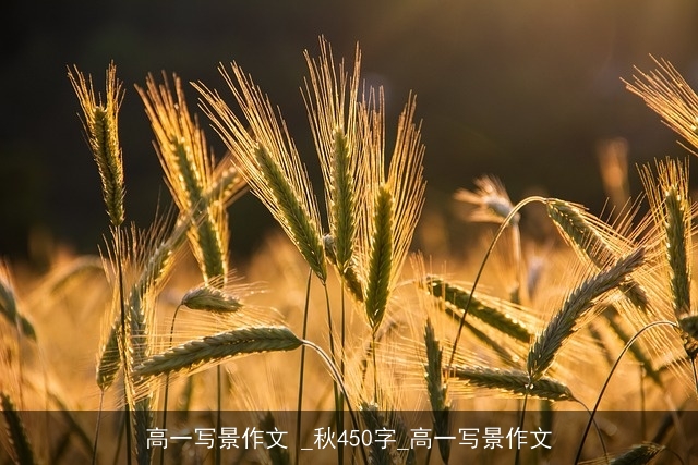 高一写景作文 _秋450字_高一写景作文