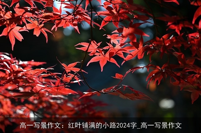 高一写景作文：红叶铺满的小路2024字_高一写景作文