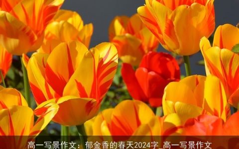 高一写景作文：郁金香的春天2024字_高一写景作文