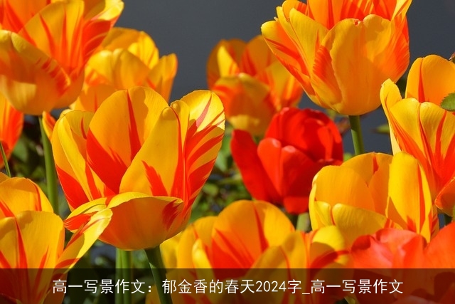 高一写景作文：郁金香的春天2024字_高一写景作文