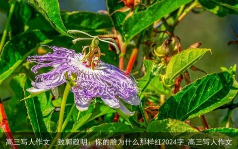 高三写人作文 _致郭敬明：你的脸为什么那样红2024字_高三写人作文