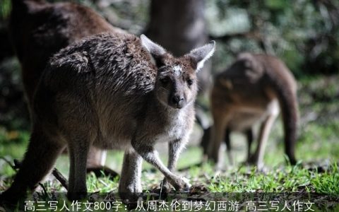 高三写人作文800字：从周杰伦到梦幻西游_高三写人作文