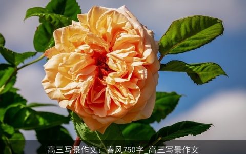 高三写景作文：春风750字_高三写景作文