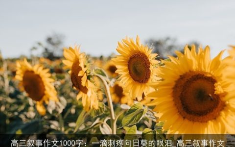 高三叙事作文1000字：一滴刺疼向日葵的眼泪_高三叙事作文