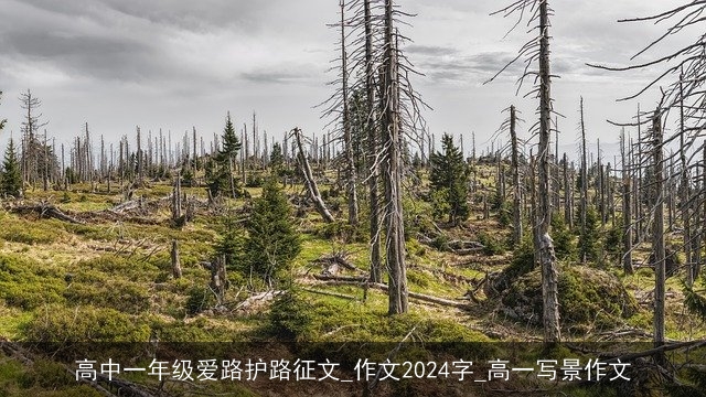 高中一年级爱路护路征文_作文2024字_高一写景作文