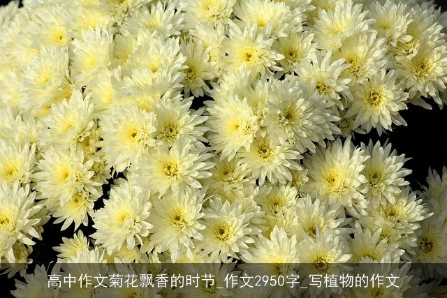 高中作文菊花飘香的时节_作文2950字_写植物的作文