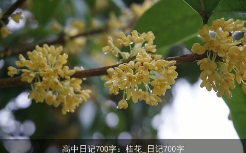 高中日记700字：桂花_日记700字