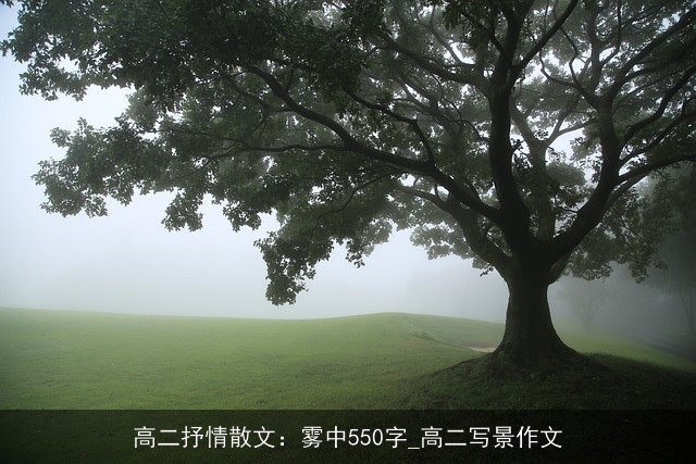 高二抒情散文：雾中550字_高二写景作文