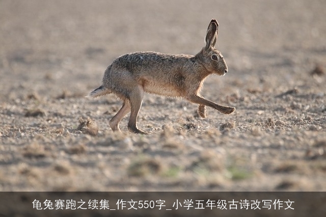 龟兔赛跑之续集_作文550字_小学五年级古诗改写作文